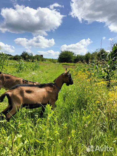Чешские козы