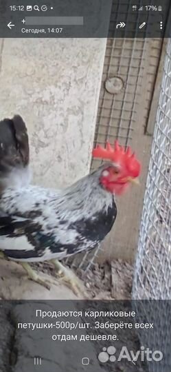 Куры декоративные
