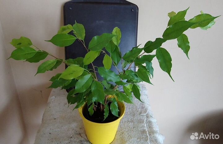 Фикус Голден Моник Бенджамина 