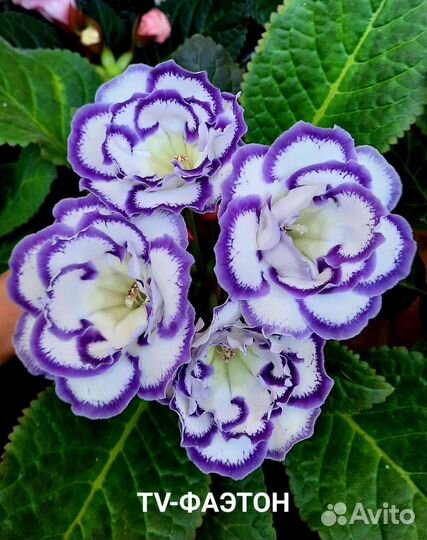 Глоксинии сортовые