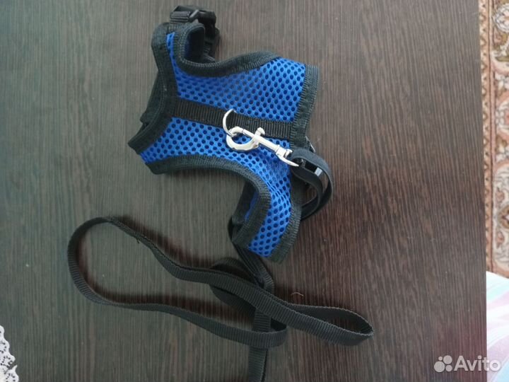 Новая шлейка и поводок