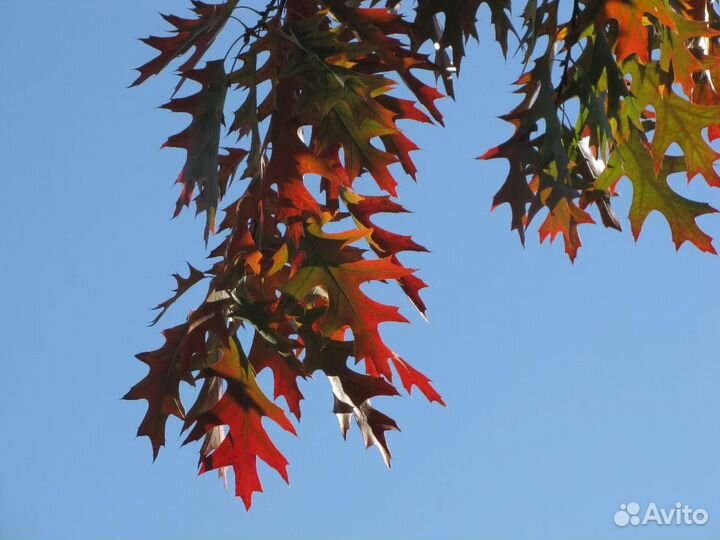 Розовая акация, бархат амурский и другие редкие де