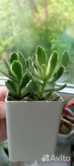 Суккуленты