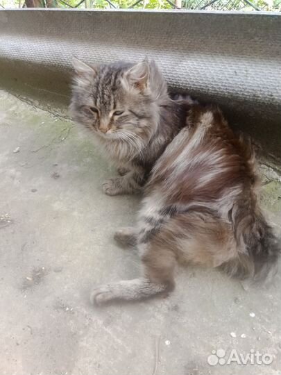 Курильский бобтейл.Кот