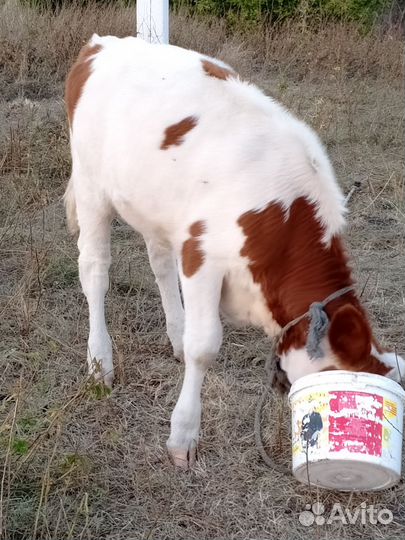 Телята бычки