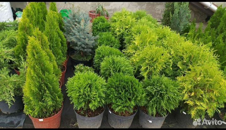 Туи Смарагд