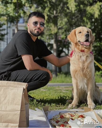Золотистый ретривер для фотесессия