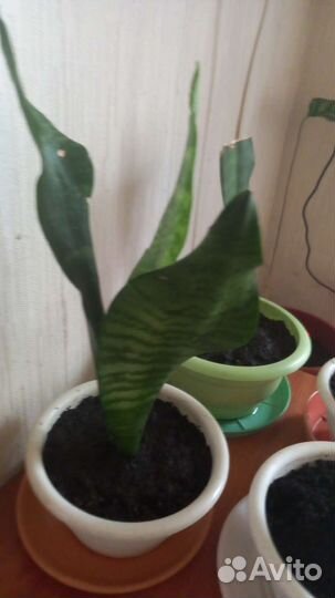 Сансевиерия