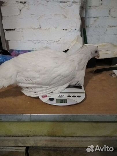 Куры молодки