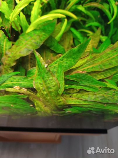 Криптокорина