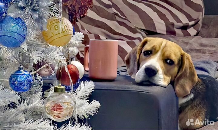 Вязка кобель бигль