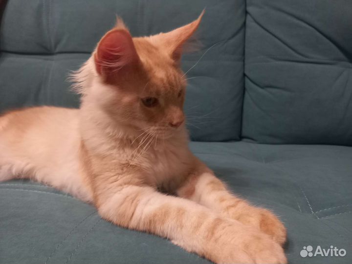 Котенок мейн-кун