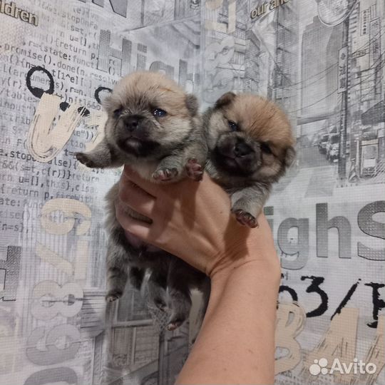 Помчи чих + шпиц