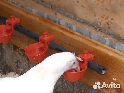 Для кур, уток и гусей