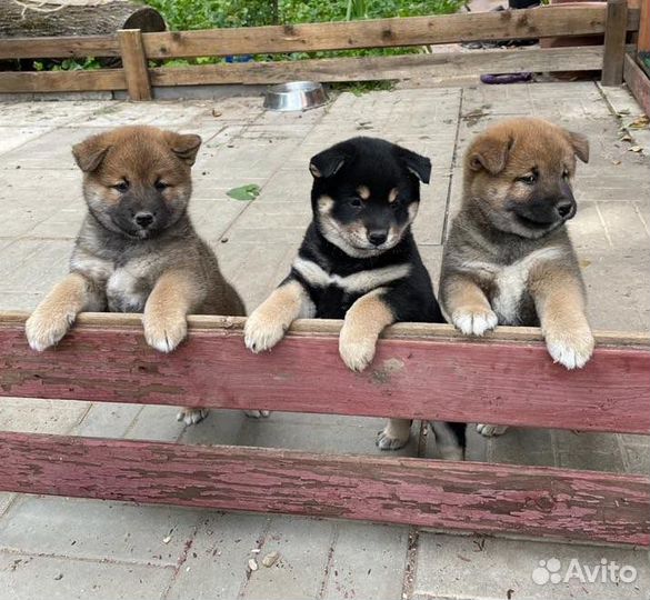 Щенки сиба ину