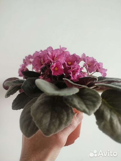 Взрослая фиалка Ode to Beatute