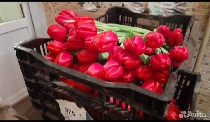 Продам тюльпаны