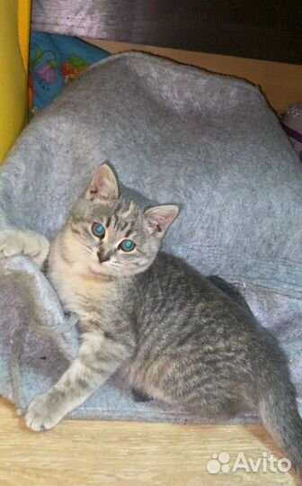 Котик ищет дом
