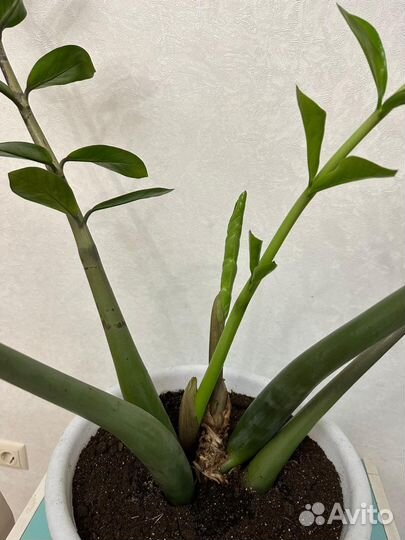 Замиокулькас с горшком