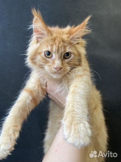 Мейн-кун котенок