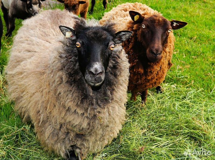 Продам Овец весом или мясом