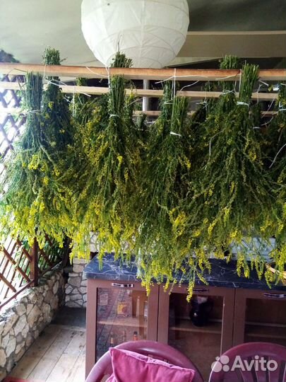 Травы для бани