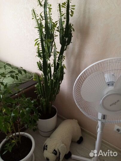 Кактус молочный, высота без горшка 1м22