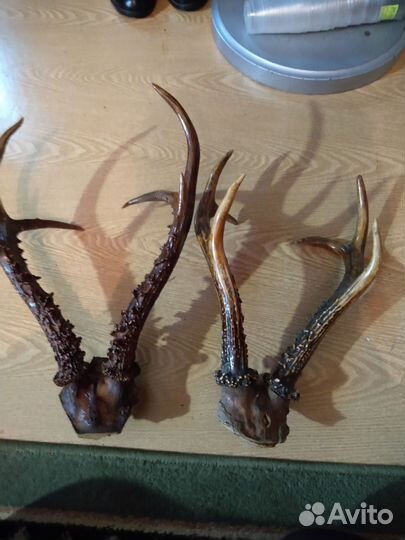 Рога оленя