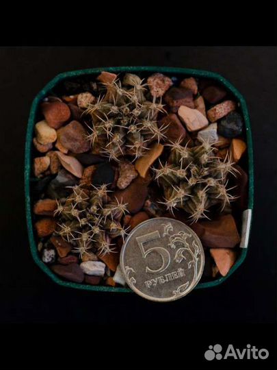 Кактус Gymnocalycium mihanovichi v stenogonum