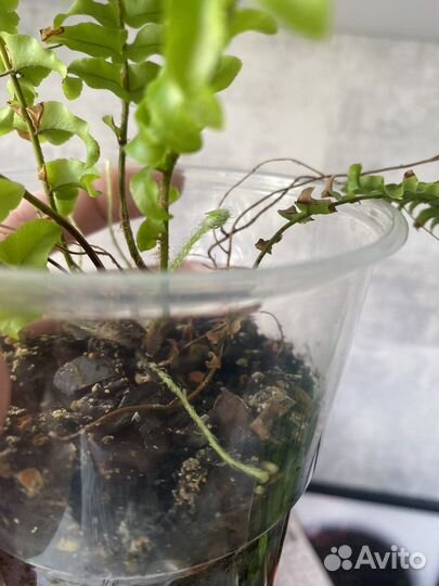 Папоротник нефролепис