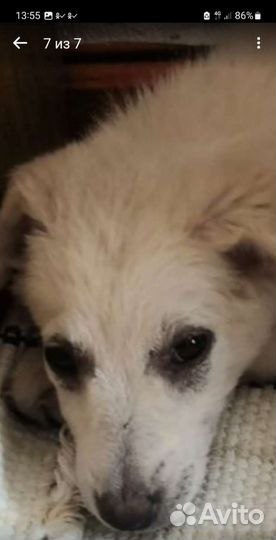 Вьюга щенок девочка 3 месяца с доставкой