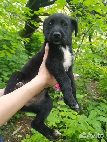 Щенки бесплатно