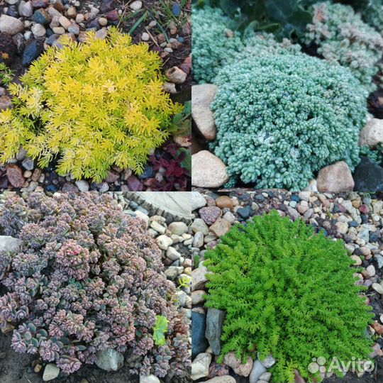 Многолетние садовые цветы колеусы, очитки живучка