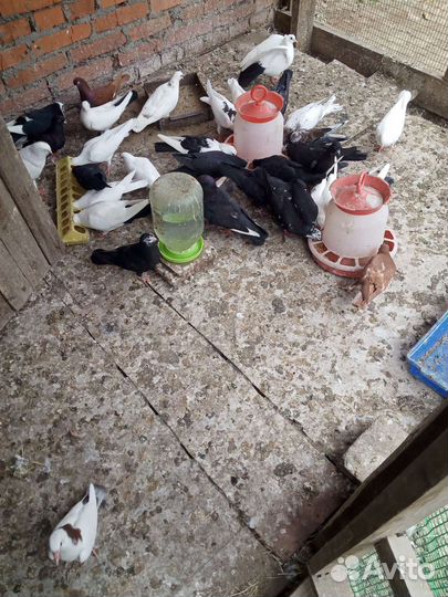 Продажа голубей