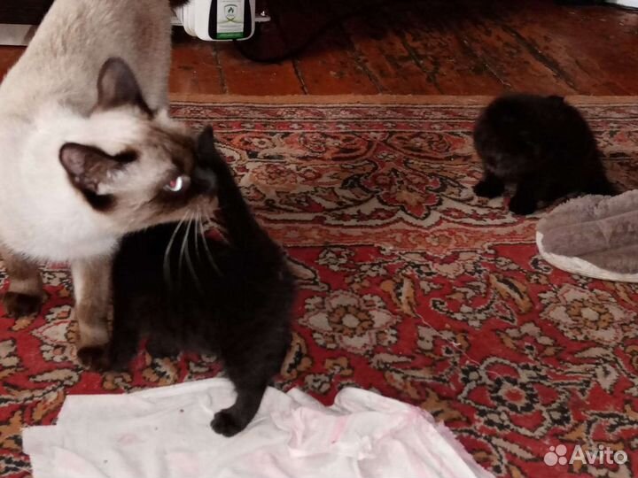 Котята в добрые руки бесплатно