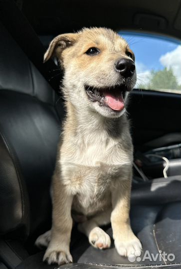 Щенок в добрые руки бесплатно