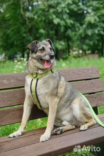 Собаки в дар бесплатно