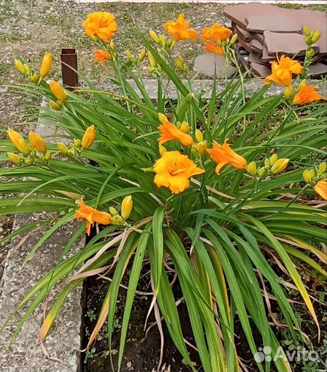 Лилейники (продам или обменяю)