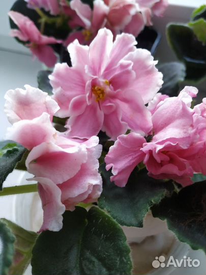 Фиалка в горшках цветущая