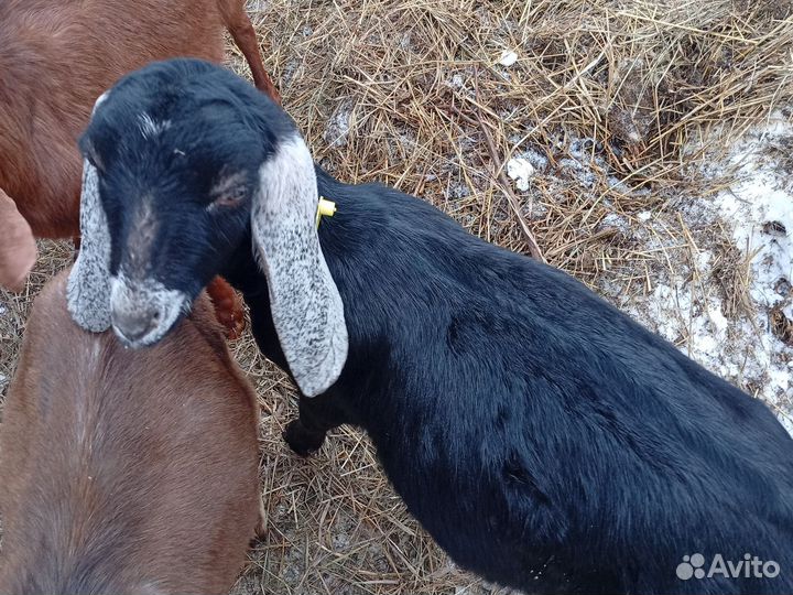 Козочки 75 камори, 25 англонубийки