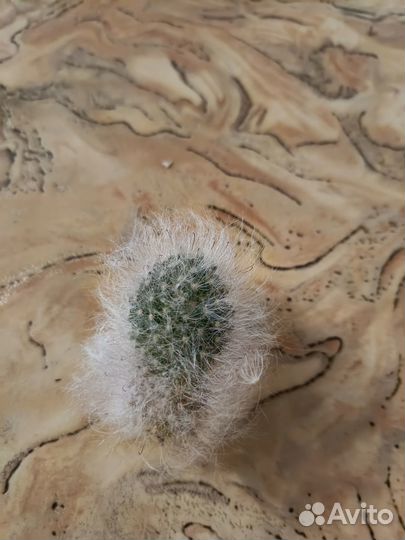 Комнатные растения цветы бесплатно