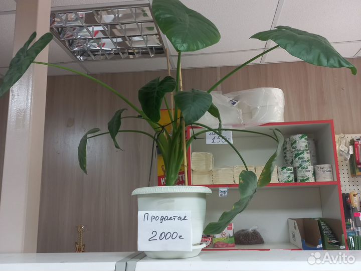 Гиппиаструм