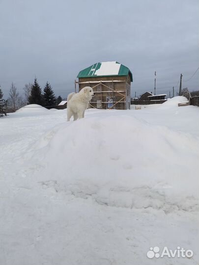 Маремма абруцкая овчарка, бесплатно