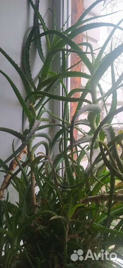 Алоэ столетник, лечебный