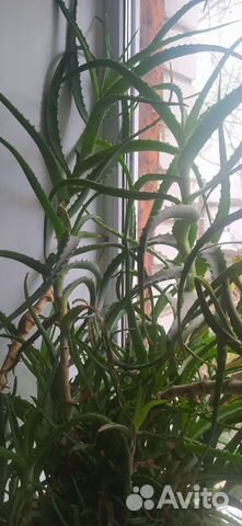 Алоэ столетник, лечебный