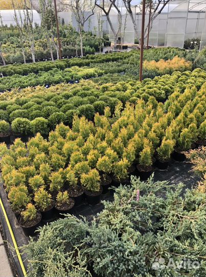 Туя Рейнголд, Санни, Голден смарагд, Глобоза