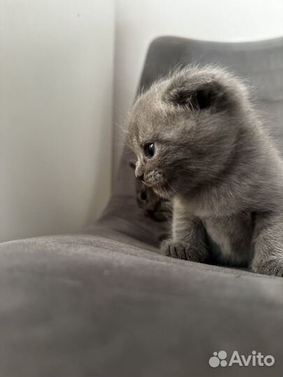 Британская короткошерстная