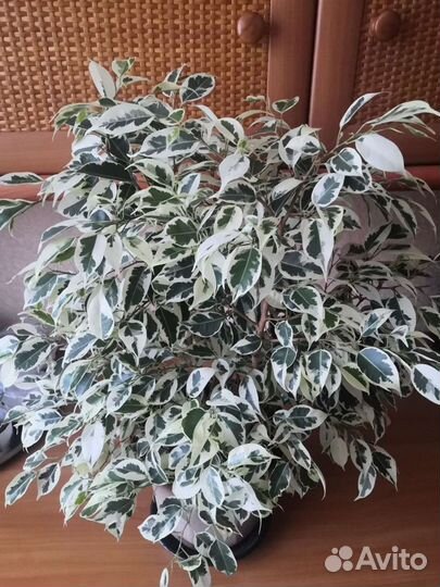 Фикус бенджамина Старлайт