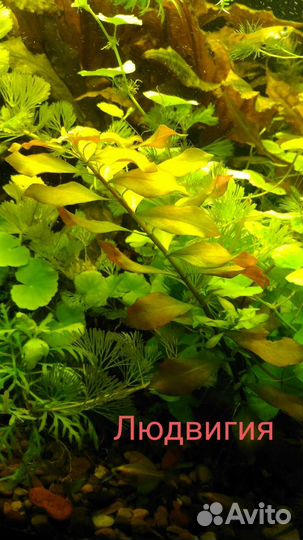 Аквариумные растения прополка