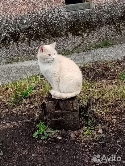 Персиковый котик нуждается в доме